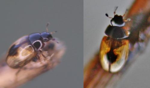 Réf. 336 956 : Cercyon unipunctatus